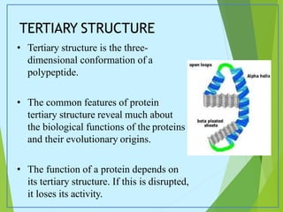 Primary Secondary Tertiary Quaternary Structure Of Protein Ppt
