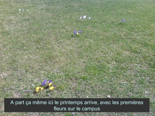 A part ça même ici le printemps arrive, avec les premières fleurs sur le campus 
