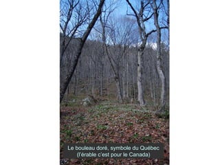 Le bouleau doré, symbole du Québec (l’érable c’est pour le Canada) 