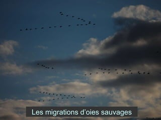 Les migrations d’oies sauvages 
