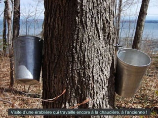 Visite d’une érablière qui travaille encore à la chaudière, à l’ancienne ! 