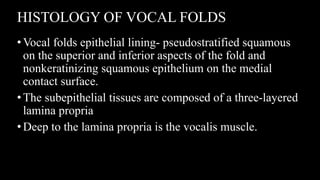 HISTOLOGY OF VOCAL FOLDS
•Vocal folds epithelial lining- pseudostratified squamous
on the superior and inferior aspects of the fold and
nonkeratinizing squamous epithelium on the medial
contact surface.
•The subepithelial tissues are composed of a three-layered
lamina propria
•Deep to the lamina propria is the vocalis muscle.
 