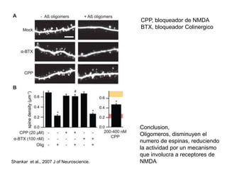 CPP, bloqueador de NMDA 
BTX, bloqueador Colinergico 
Conclusion, 
Oligomeros, disminuyen el 
numero de espinas, reduciendo 
la actividad por un mecanismo 
que involucra a receptores de 
Shankar et al., 2007 J of Neuroscience. NMDA 
 