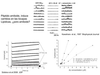 Solokov et al 2006 JGP 
Kawahara et al., 1997 Biophysical Journal 
Péptido amiloide, induce 
cambios en las bicapas 
Lipidicas, ¿poro amiloide? 
 