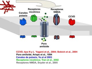 CCVD 
Receptores 
Receptores 
nicotínico 
Canales NMDA 
potasio 
Poro 
amiloide 
CCVD, tipo N y L Yagami et al., 2004; Bobich et al., 2004 
Poro amiloide, Arispe et al., 1994 
Canales de potasio, Ye et al 2003 
Receptores nicotínico, Tran et al., 2002 
Receptores NMDA, Snyder et al., 2005 
 