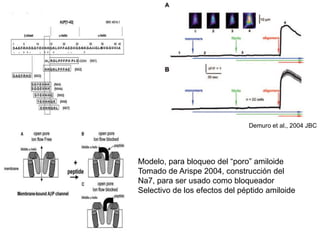 Demuro et al., 2004 JBC 
Modelo, para bloqueo del “poro” amiloide 
Tomado de Arispe 2004, construcción del 
Na7, para ser usado como bloqueador 
Selectivo de los efectos del péptido amiloide 
 