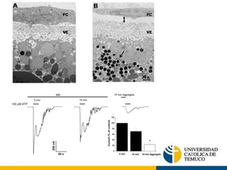 200 nA 
NR 15 min Aggregate 
60 s 
100 μM ATP 
0 min 15 min 
120 
100 
80 
60 
40 
20 
0 
15 min 15 min Aggregate 
Current (% of control) 
0 min 
* 
 