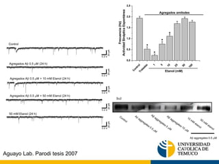 Control 
Tratadas 
Agregados amilodes 
1 
5 
10 
25 
50 
100 
2,5 
2,0 
1,5 
1,0 
0,5 
0,0 
* 
* 
* 
* 
Etanol (mM) 
Frecuencia (Hz) 
Actividad Sináptica Espontánea 
Control 
Agregados Ab 0.5 M (24 h) 
Agregados Ab 0.5 M + 10 mM Etanol (24 h) 
Agregados Ab 0.5 M + 50 mM Etanol (24 h) 
50 mM Etanol (24 h) 
0.2 s 
20 pA 
0.2 s 
20 pA 
0.2 s 
20 pA 
0.2 s 
20 pA 
0.2 s 
20 pA 
Sv2 
Abaggregates 0.5 M 
Aguayo Lab. Parodi tesis 2007 
 