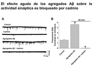 El efecto agudo de los agregados Aβ sobre la 
actividad sináptica es bloqueado por cadmio 
Control 
Cadmio 
Agregados Aβ 
Agregados Aβ / cadmio 
Agregados Aß / cadmio 
Control 
Agregados Aß 
5 
4 
3 
2 
1 
0 
30 min 
* 
* 
Frecuencia (Hz) 
Corriente en miniatura 
A B 
200 pA 
10 seg 
 