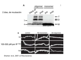 2 dias, de incubación 
100-300 pM por IP 
Shankar et al., 2007 J of Neuroscience. 
 