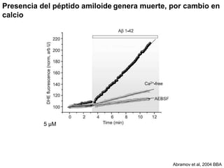 Presencia del péptido amiloide genera muerte, por cambio en 
calcio 
Abramov et al, 2004 BBA 
5 μM 
 