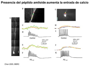 Presencia del péptido amiloide aumenta la entrada de calcio 
Chen 2005, BBRC 
 