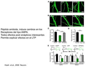 Péptido amiloide, induce cambios en los 
Receptores del tipo AMPA. 
Todos efectos post sinápticos interesantes 
Permite explicar efectos en el LTP 
Hsieh et al., 2006 Neuron. 
 