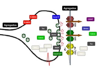 Receptor 
NMDA 
Receptor 
AMPA 
Receptor 
GABAA 
Agregados 
CaMKII 
Tau 
GSK3β 
R-NMDA 
PKC 
Calcio 
Canal K* 
Snare 
SNAP 
Canal Ca2+ 
R-AMPA 
Agregados 
¿ ? GSK3β 
PKC 
CREBP 
Calcio 
Tau 
Stress 
 