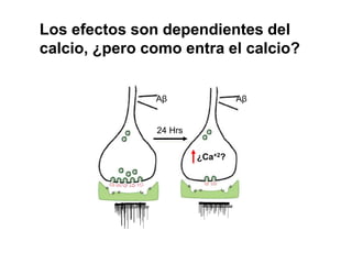 Los efectos son dependientes del 
calcio, ¿pero como entra el calcio? 
Aβ 
24 Hrs 
Aβ 
¿Ca+2? 
 
