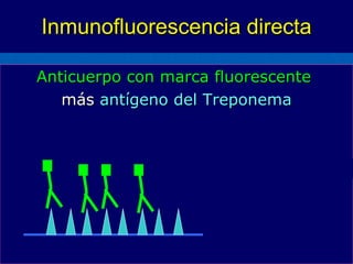 Inmunofluorescencia directa Anticuerpo con marca fluorescente  más   antígeno del Treponema 