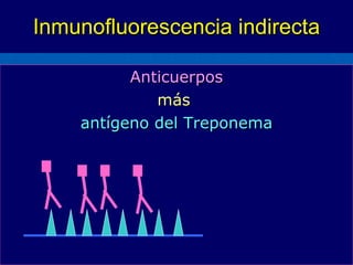 Inmunofluorescencia indirecta Anticuerpos más  antígeno del Treponema 