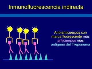 Inmunofluorescencia indirecta Anti-anticuerpos con marca fluorescente  más   anticuerpos  más   antígeno del Treponema 