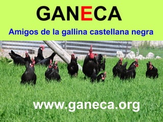 GANECA
Amigos de la gallina castellana negra
www.ganeca.org
 