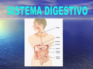 SISTEMA DIGESTIVO 