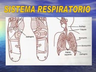 SISTEMA RESPIRATORIO 