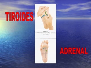 TIROIDES ADRENAL 