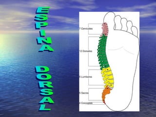 ESPINA  DORSAL 
