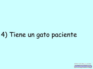 4) Tiene un gato paciente   