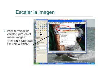 Escalar la imagen Para terminar de escalar, pica en el menú imagen: IMAGEN / AJUSTAR LIENZO A CAPAS 