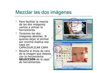 Mezclar las dos imágenes Para facilitar la mezcla de las dos imágenes vamos a utilizar la herramienta Tenemos las dos imágenes abiertas. Si quieres dejar el animal por encima duplica esa capa en: CAPA/DUPLICAR CAPA Recorta el trozo de cara de la imagen que desees con la herramienta  SELECCIÓN  de la caja de herramientas. 