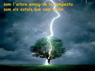 som l'arbre enmig de la tempestasom els estels que vam teixir
