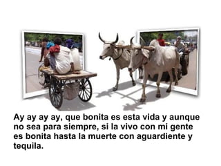 Ay ay ay ay, que bonita es esta vida y aunque no sea para siempre, si la vivo con mi gente es bonita hasta la muerte con aguardiente y tequila.  