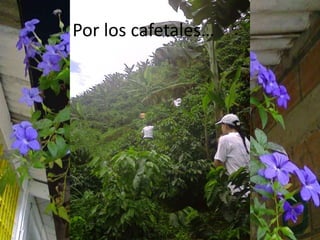             Por los cafetales…