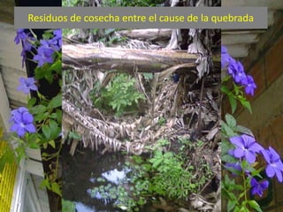 Residuos de cosecha entre el cause de la quebrada 