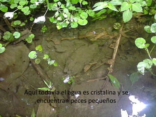 Aquí todavía el agua es cristalina y se encuentran peces pequeños