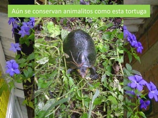 Aún se conservan animalitos como esta tortuga