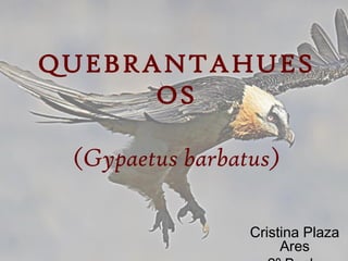 QUEBRANTAHUES
      OS

 (Gypaetus barbatus)

                 Cristina Plaza
                      Ares
 