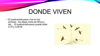 DONDE VIVEN
• El quebrantahuesos vive en los
pirineos , los Alpes norte de Africa y
etc… El quebrantahuesos puede bolar
2,75 y 3,00 M.
 