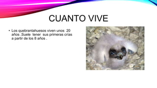 CUANTO VIVE
• Los quebrantahuesos viven unos 20
años .Suele tener sus primeras crías
a partir de los 8 años .
 