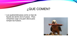 ¿QUE COMEN?
• Los quebrantahuesos come un tipo de
liquido de dentro de lo huesos . Para
romperlos coge una gran altura para
romper los huesos .
 