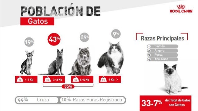 Que Cantidad De Alimento Debo Darle A Mi Gato Que Cantidad De Alimento Debo Darle A Mi Gato