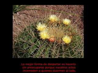 La mejor forma de despertar es hacerlo  sin preocuparse porque nuestros actos  incomoden a quienes duermen al lado. 