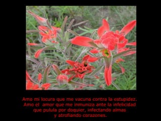 Amo mi locura que me vacuna contra la estupidez.  Amo el  amor que me inmuniza ante la infelicidad  que pulula por doquier, infectando almas  y atrofiando corazones. 