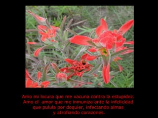 Amo mi locura que me vacuna contra la estupidez.  Amo el  amor que me inmuniza ante la infelicidad  que pulula por doquier, infectando almas  y atrofiando corazones. 