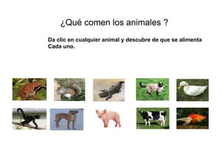 ¿Qué comen los animales ?
Da clic en cualquier animal y descubre de que se alimenta
Cada uno.
 