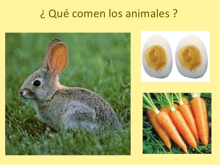 Que Comen Los Animales Que Comen Los Animales