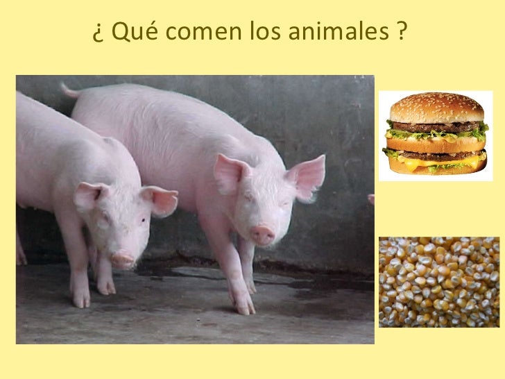 Que Comen Los Animales Que Comen Los Animales