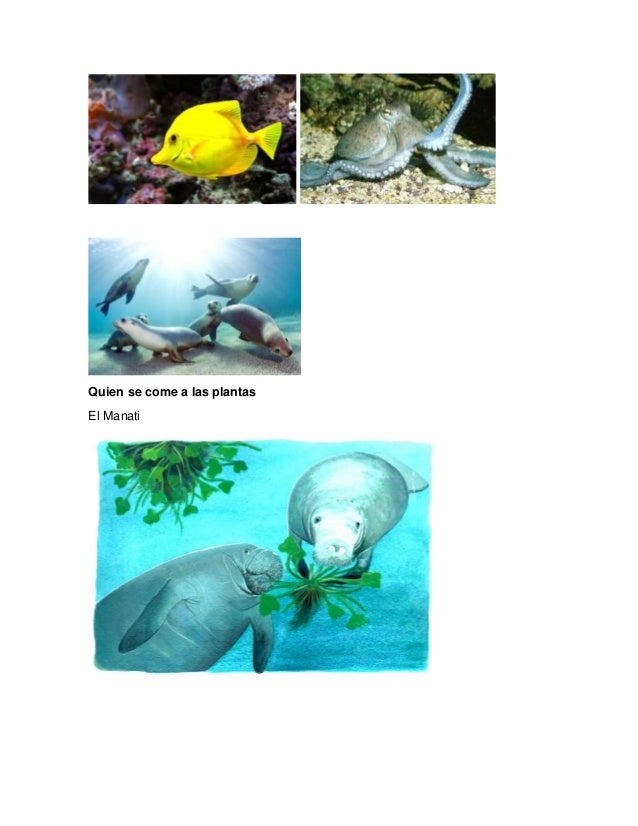 Que comen los animales marinos Que comen los animales marinos