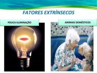 FATORES EXTRÍNSECOS
POUCA ILUMINAÇÃO ANIMAIS DOMÉSTICOS
 