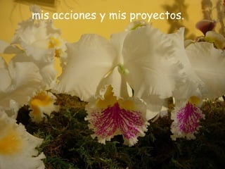 mis acciones y mis proyectos.